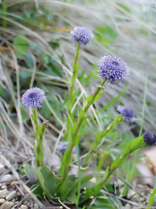 gulička predĺžená Globularia punctata Lapeyr.