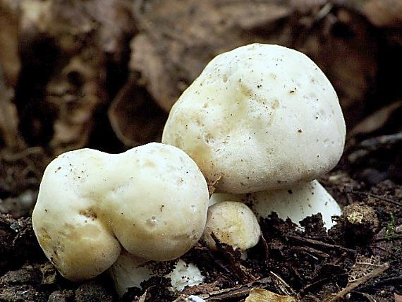 čírovnica májová Calocybe gambosa (Fr.) Donk