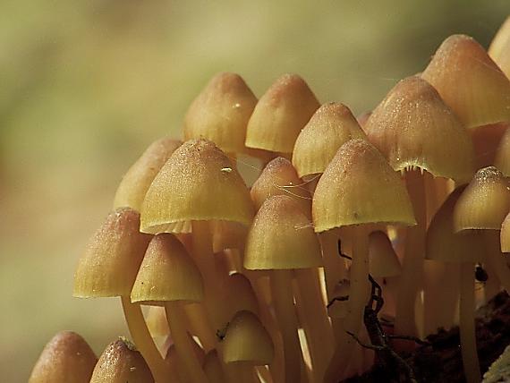 prilbička žltohlúbiková Mycena renati Quél.