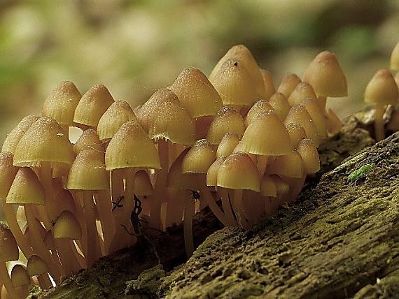 prilbička žltohlúbiková Mycena renati Quél.