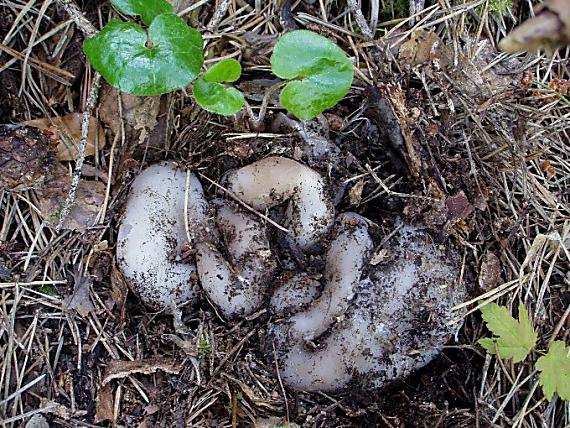 tulipánovka fialová Sarcosphaera coronaria (Jacq.) J. Schröt.