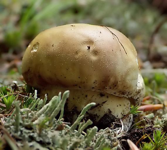 hríb sosnový Boletus pinophilus Pil. et Dermek in Pil.