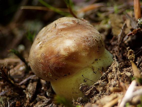 hríb sosnový Boletus pinophilus Pil. et Dermek in Pil.