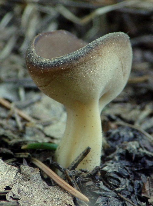 chriapač kalíškovitý Helvella acetabulum (L.) Quél.