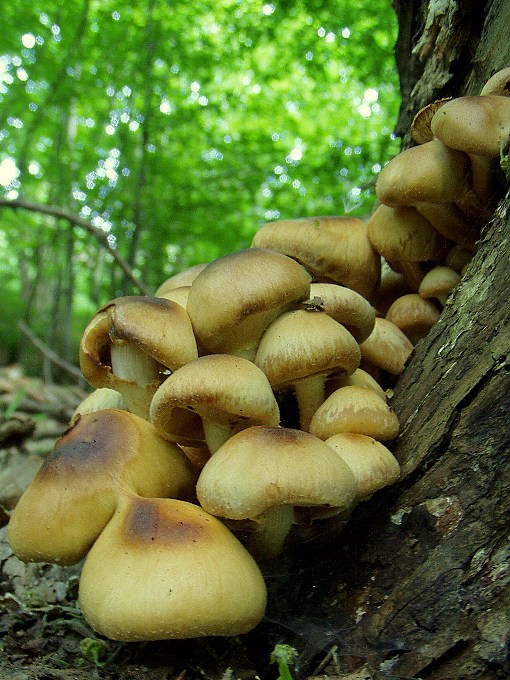 šupinačka menlivá Kuehneromyces mutabilis (Schaeff.) Singer & A.H. Sm.