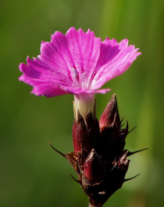 klinček kartuziánsky Dianthus cathusianorum