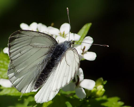 mlynárik repkový Pieris napi