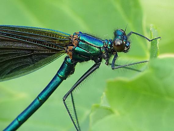 hadovka obyčajná Calopteryx virgo