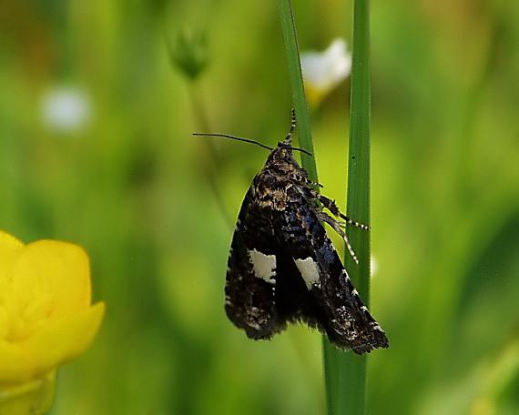 obaľovač štvorčekový Notocelia tetragonana