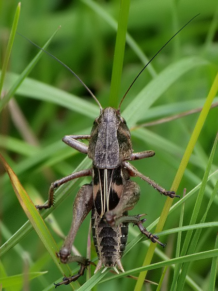 konik