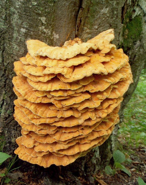 sírovec obyčajný Laetiporus sulphureus (Bull.) Murrill