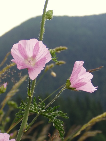 slez pižmový Malva moschata L.