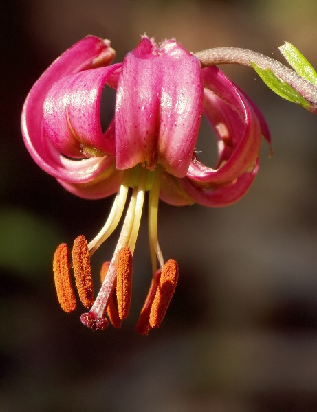 ľalia zlatohlavá Lilium martagon L.