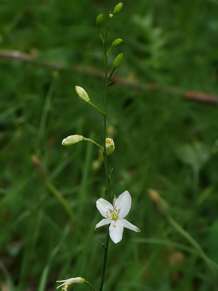 jagavka konáristá Anthericum ramosum L.