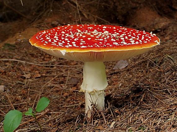 muchotrávka červená Amanita muscaria (L.) Lam.