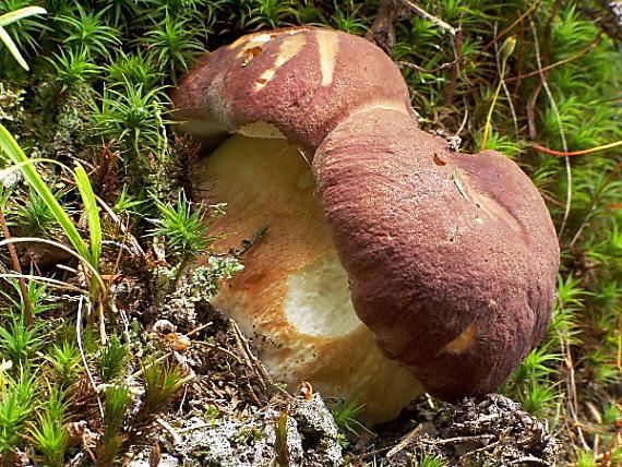 hríb sosnový Boletus pinophilus Pil. et Dermek in Pil.