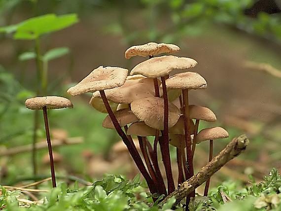 tanečnica orešcová Mycetinis scorodonius (Fr.) A.W. Wilson & Desjardin