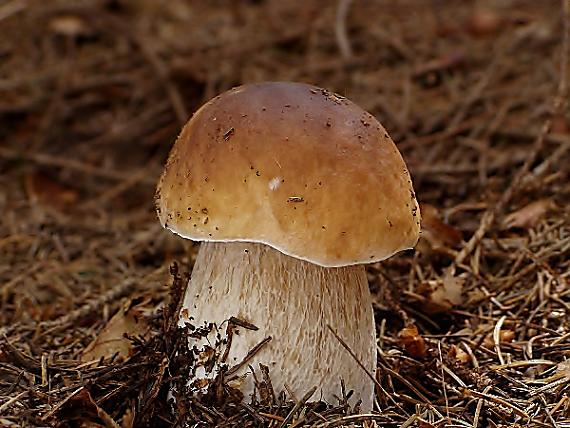 hríb smrekový Boletus edulis Bull.