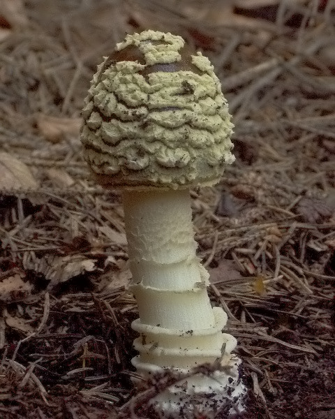 muchotrávka kráľovská Amanita regalis (Fr.) Michael