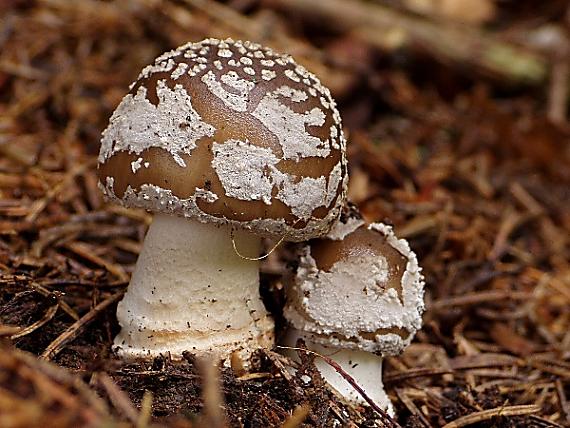 muchotrávka hrubá Amanita excelsa (Fr.) Bertill.