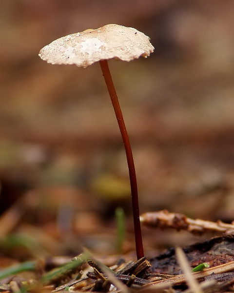 tanečnica orešcová Mycetinis scorodonius (Fr.) A.W. Wilson & Desjardin