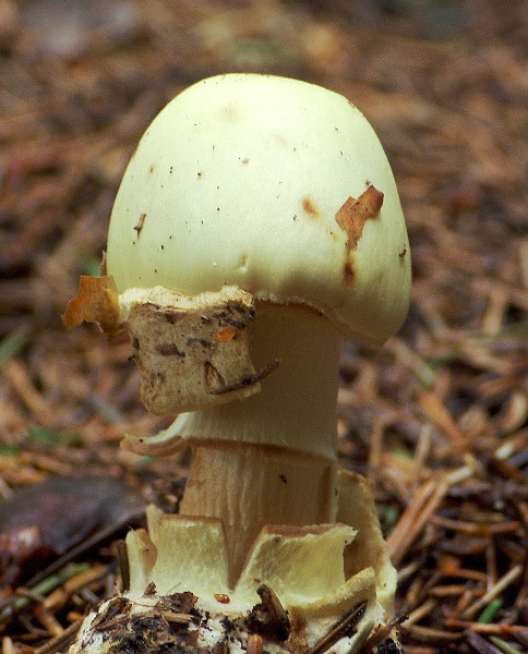 muchotrávka zelená Amanita phalloides (Vaill. ex Fr.) Link