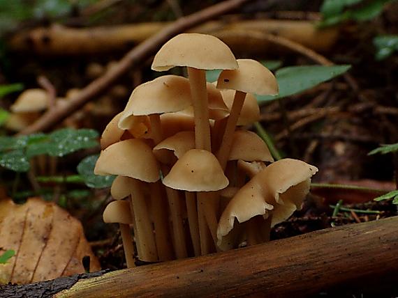 peniazovka trsovitá Gymnopus confluens (Pers.) Antonín, Halling & Noordel.