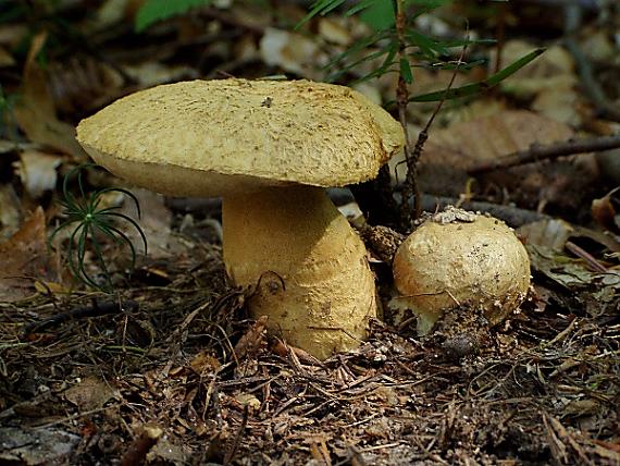 hríbnik modrejúci Gyroporus cyanescens (Bull.) Quél.