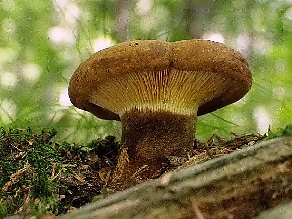 čechračka tmavohlúbiková Tapinella atrotomentosa (Batsch) Šutara