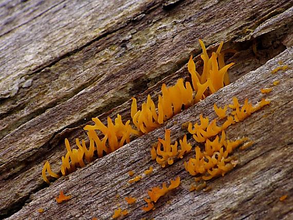 parôžkovec malý Calocera cornea (Fr.) Loud.