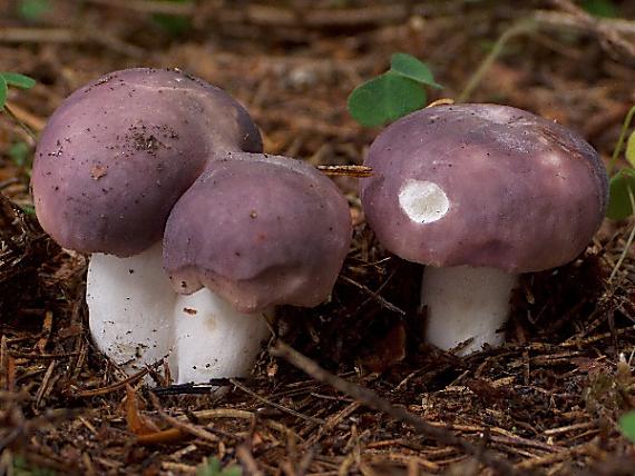 plávka modrastá Russula cyanoxantha (Schaeff.) Fr.