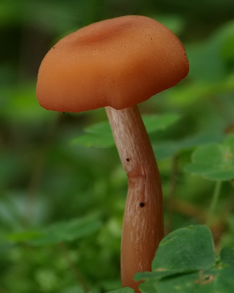 lakovka obyčajná Laccaria laccata (Scop.) Cooke