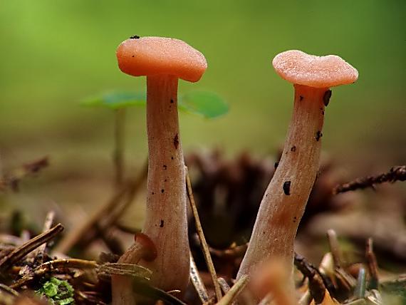 lakovka obyčajná Laccaria laccata (Scop.) Cooke