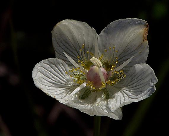 parnasia močiarna Parnassia palustris L.