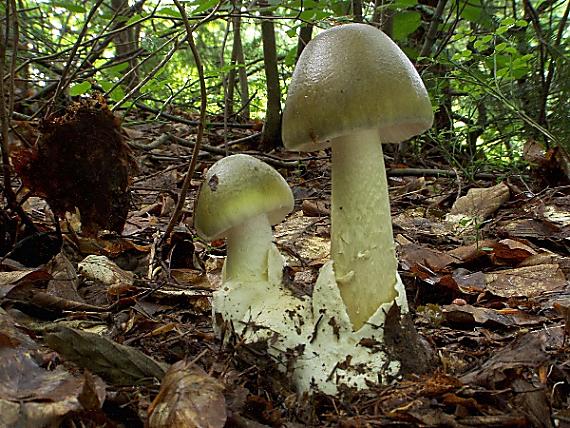 muchotrávka zelená Amanita phalloides (Vaill. ex Fr.) Link