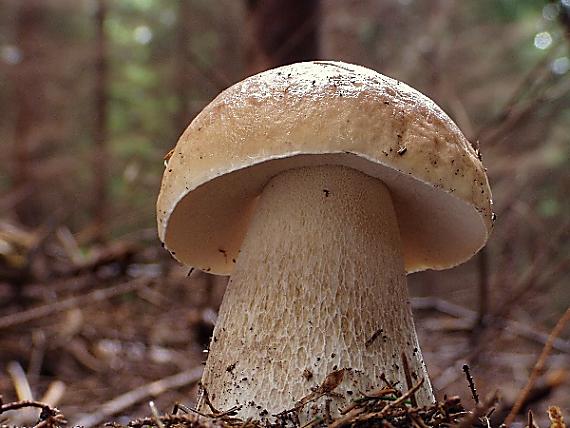 hríb smrekový Boletus edulis Bull.