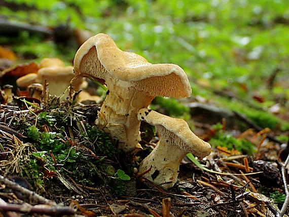 jelenka poprehýbaná Hydnum repandum L.