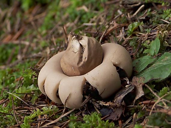 hviezdovka strapkatá Geastrum fimbriatum Fr.