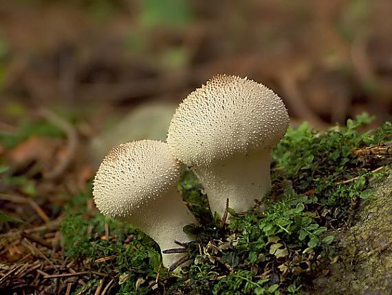 prášnica bradavičnatá Lycoperdon perlatum Pers.