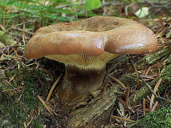 čechračka tmavohlúbiková Tapinella atrotomentosa (Batsch) Šutara