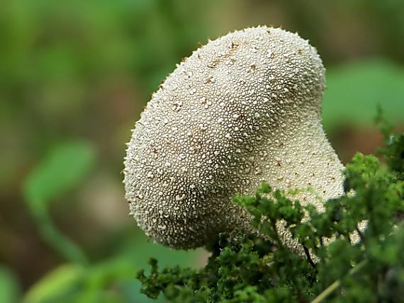 prášnica bradavičnatá Lycoperdon perlatum Pers.