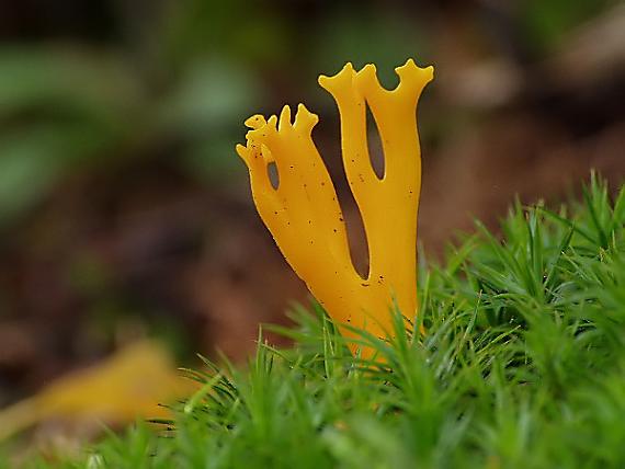 parôžkovec lepkavý Calocera viscosa (Pers.) Fr.