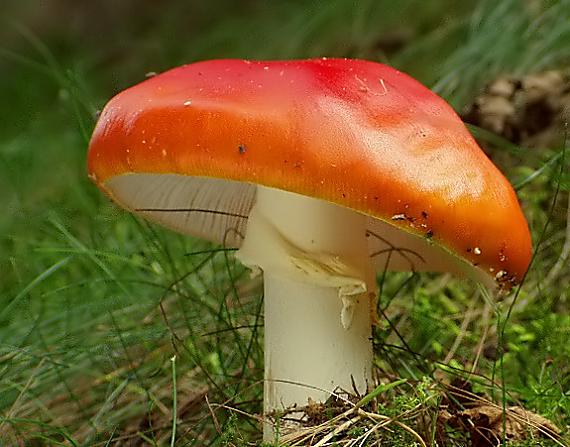 muchotrávka červená holá Amanita muscaria var. aureola (Kalchbr.) Quél.