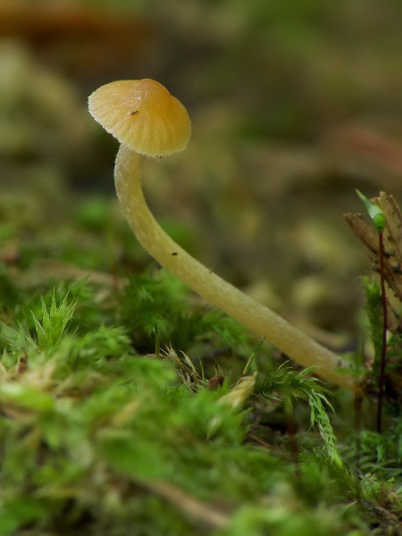 kapucňovka Galerina sp.