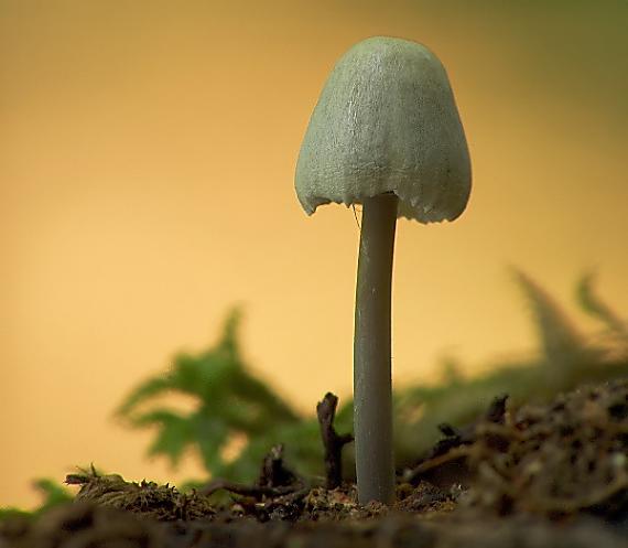 prilbička Mycena sp.