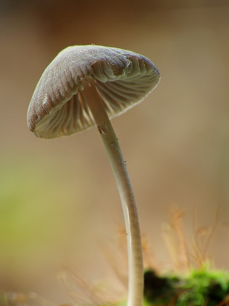 prilbička Mycena sp.