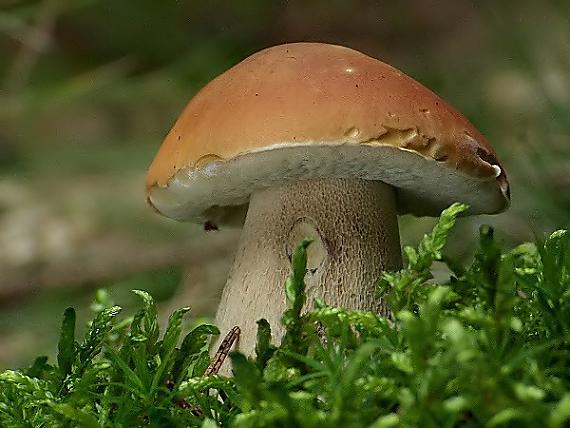 hríb smrekový Boletus edulis Bull.