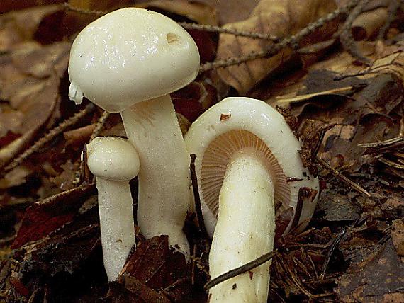 šťavnačka Hygrophorus sp.