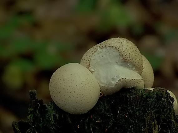 prášnica hruškovitá Lycoperdon pyriforme Schaeff.