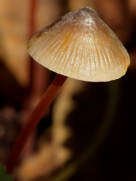 prilbička šafranová Mycena crocata (Schrad.) P. Kumm.